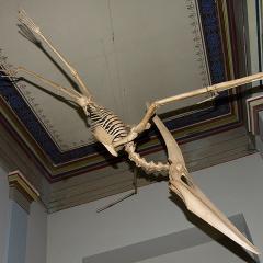2010, Basel, Museum, Naturhistorisches 2010, Basel, Museum, Naturhistorisches