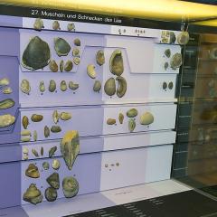 2010, Basel, Museum, Naturhistorisches 2010, Basel, Museum, Naturhistorisches