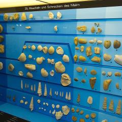 2010, Basel, Museum, Naturhistorisches 2010, Basel, Museum, Naturhistorisches