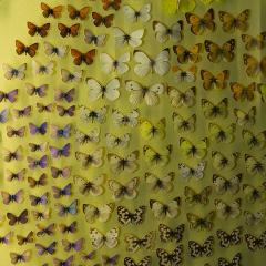 2010, Basel, Museum, Naturhistorisches 2010, Basel, Museum, Naturhistorisches