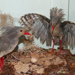 2010, Basel, Museum, Naturhistorisches 2010, Basel, Museum, Naturhistorisches