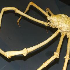 2010, Basel, Museum, Naturhistorisches 2010, Basel, Museum, Naturhistorisches