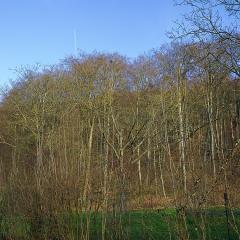 IMG_1968b5w