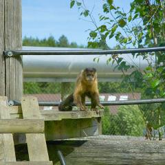 2010, Bournemouth, Monkey World, UK 2010, Bournemouth, Monkey World, UK