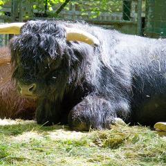 2010, Zoo 2010, Zoo