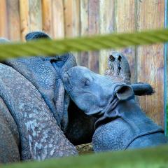 2010, Zoo 2010, Zoo