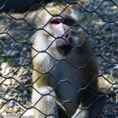2010, Zoo 2010, Zoo