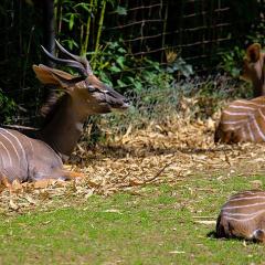 2010, Zoo 2010, Zoo