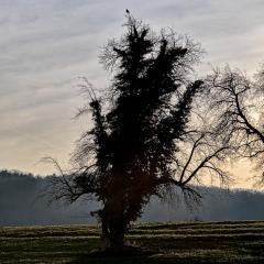 5D_11576lr4