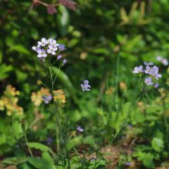 5D_8334lr_M
