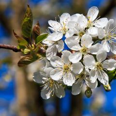 5D_8354lr_M
