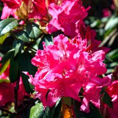 5D_8605lr
