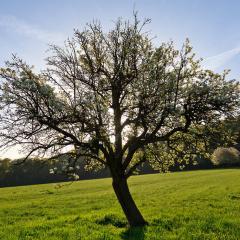 5D_8533lr_M