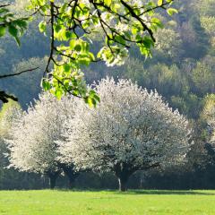G12_0086lr_M