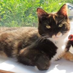 Wends Cats