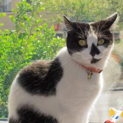 Wends Cats