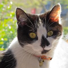 Wends Cats