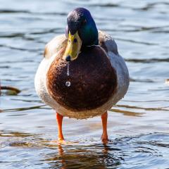 5D3_0905