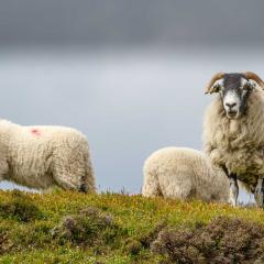 North York Moors