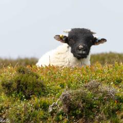 North York Moors