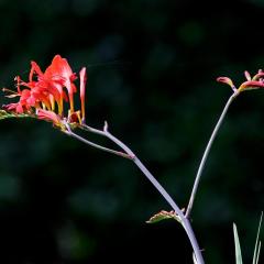5D3_4306