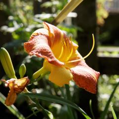 5D3_4356