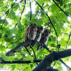 2014, Clayton, Owl