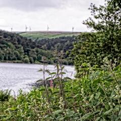 IMG_0778