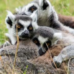 2014, WestMidsSafariPark