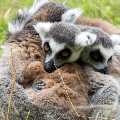 2014, WestMidsSafariPark