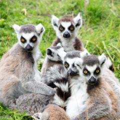 2014, WestMidsSafariPark