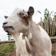 2014, WestMidsSafariPark