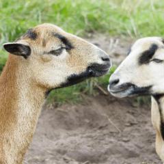 2014, WestMidsSafariPark