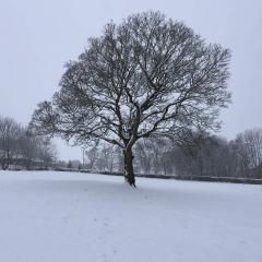 Boris, Winter IMG_0317
