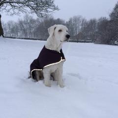 Boris, Winter IMG_0319