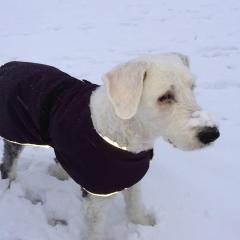 Boris, Winter IMG_0320