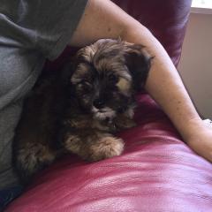 Dales Dog IMG_0378