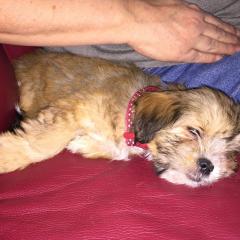 Dales Dog IMG_0380
