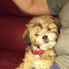 Dales Dog IMG_0381