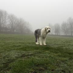 Boris IMG_0499