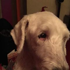 Boris IMG_1965