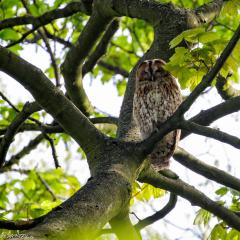 2015, Home, Owls 2015, Home, Owls