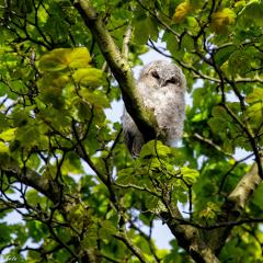 2015, Home, Owls 2015, Home, Owls