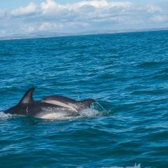 2015, Dolphin, Pembrokeshire