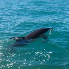 2015, Dolphin, Pembrokeshire