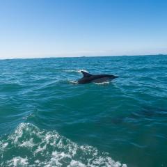 2015, Dolphin, Pembrokeshire