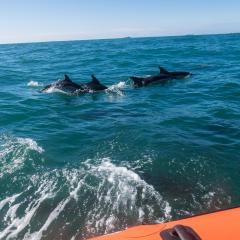 2015, Dolphin, Pembrokeshire