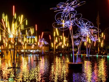 Forest Of Light