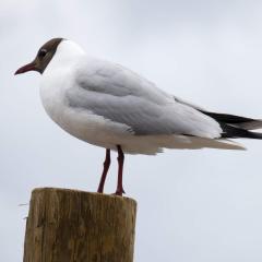 Cromer