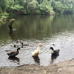 Bingley, St Ives, Walk
